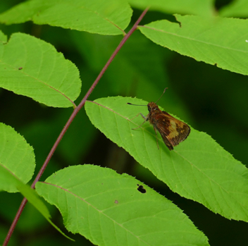 Hobomok Skipper